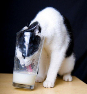 Cat-laps-milk-glass