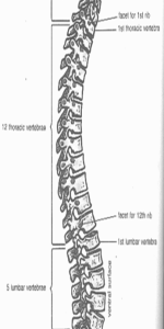 spine-diagram
